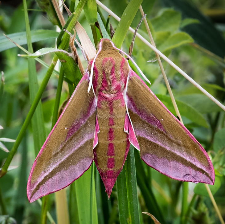 Elephant Hawk-Moth